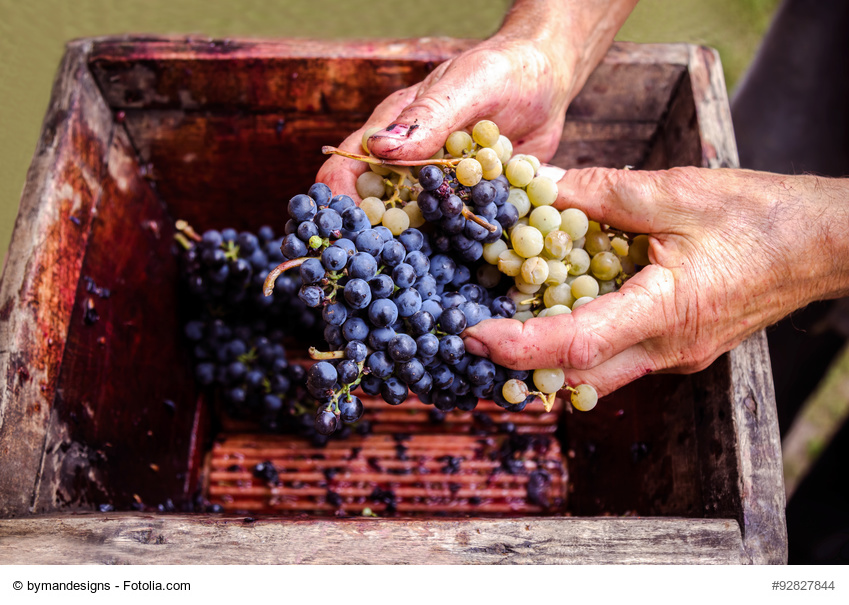 Triturar uva vino casero