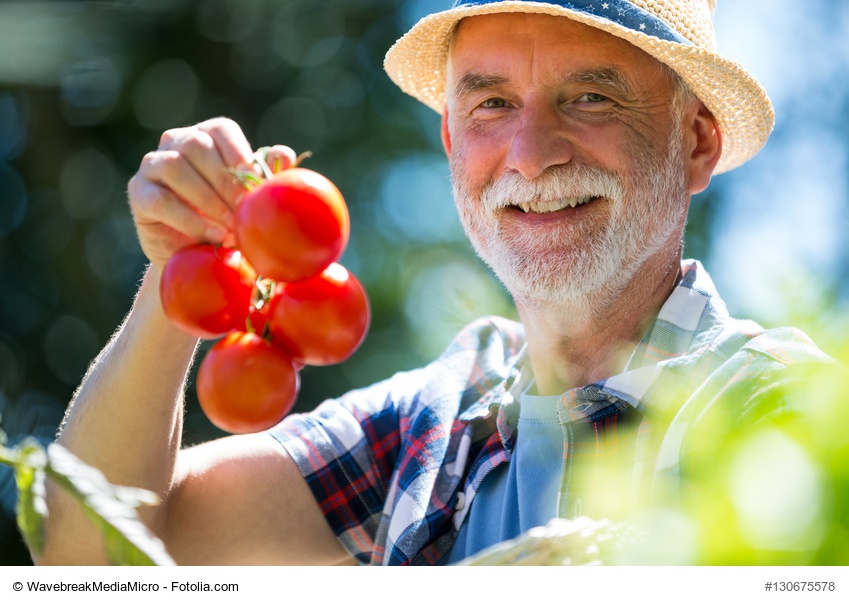 Cultivar tomates