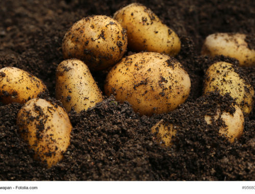 Cómo Cultivar Patatas